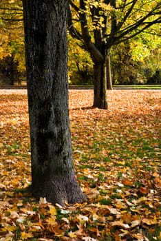 Autumn Leaves in the Park