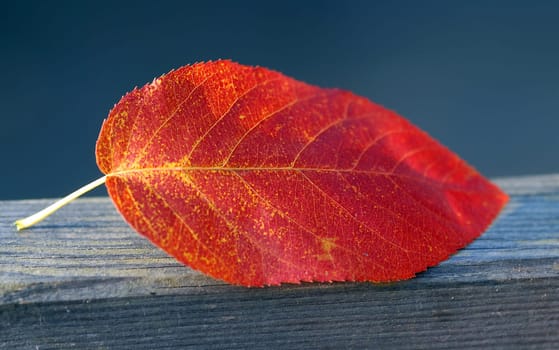 Autumn Leaf