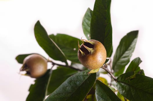Medlar branch with fruits against white background