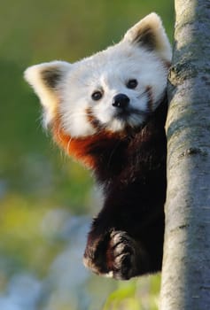 Little panda,Ailurus fulgens