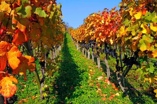 Vineyard