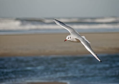 gull