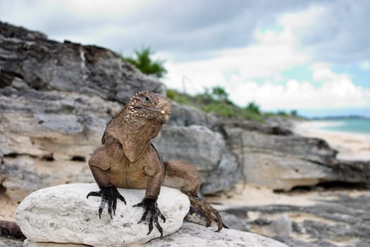 Cuban Belttail Iguana