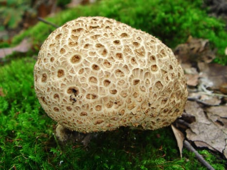 Thick-skinned potato bovist