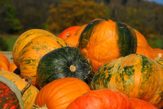 Autumn Time Pumpkin Time