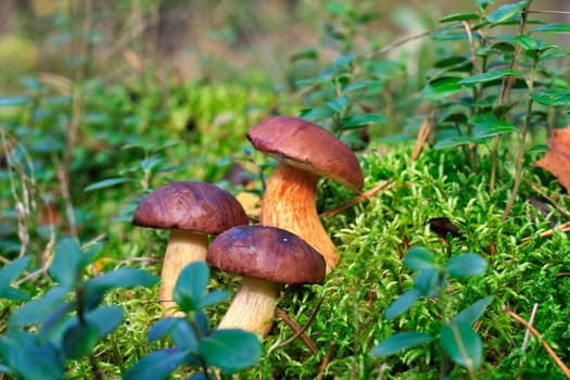 Boletus badius (Boletaceae)