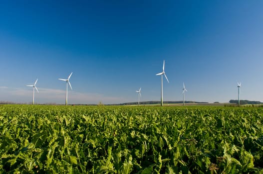 renewable energy
