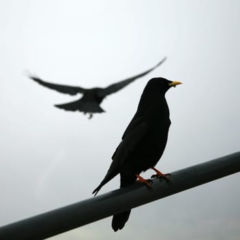 Jackdaws