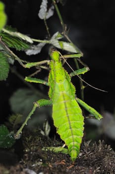 Walking Leaf,Ghost Insect,Phylliinae