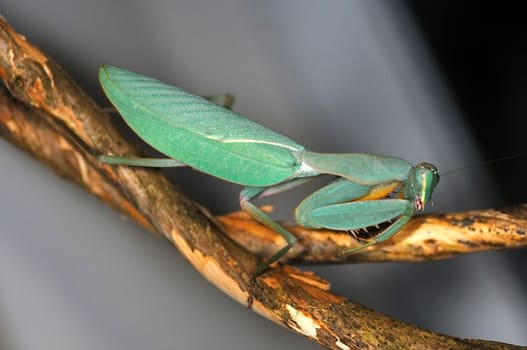 Green Mantis