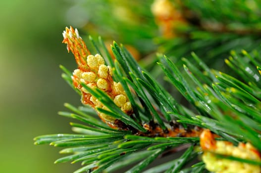 Male Pine Blossom
