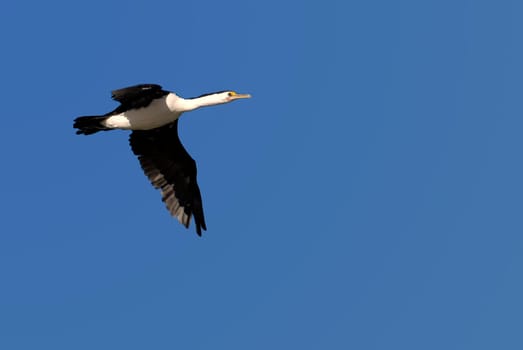 Cormorant