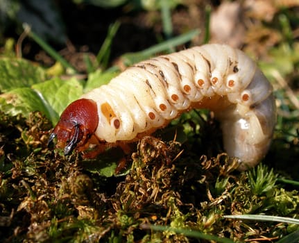 Cockchafer larva in the garden