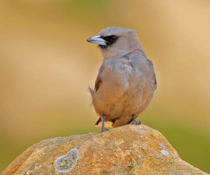 Black-faced Swallow Starling