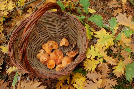 Fungi