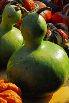 gourds