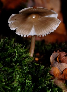 Gymnopus dryophilus