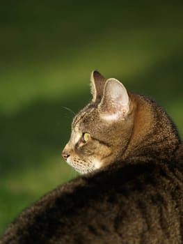 Cat Portrait