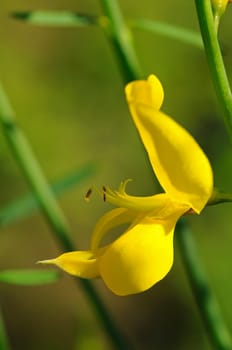 Broom Blossom,Genista