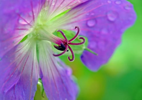A cloudy,wet,cold day at the end of October .... and then this stork's bill blossom shone towards me in the garden.....