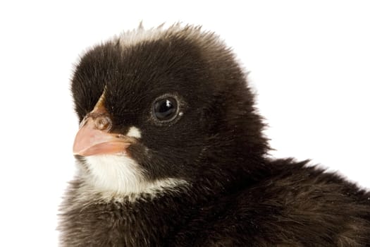Black little chicken