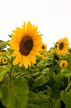Sunflower Field