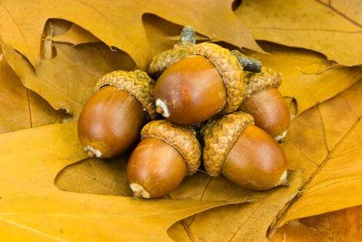 acorn