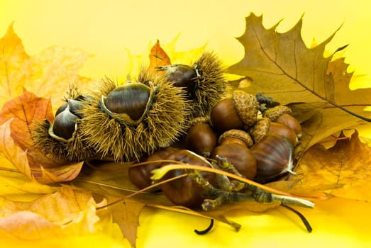 Chestnuts and acorns in October