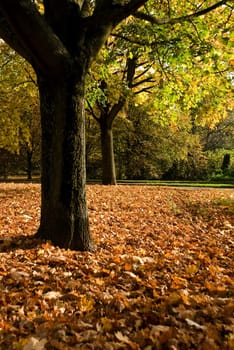 Autumn Leaves in the Park