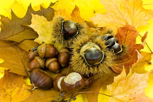 Chestnuts and acorns in October