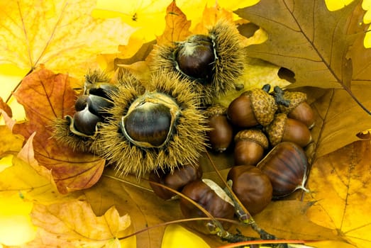 Chestnuts and acorns in October