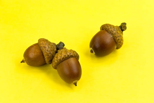 acorn