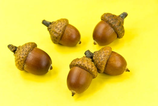 acorn