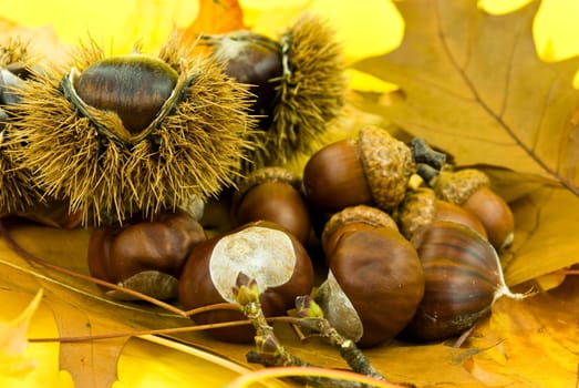 Chestnuts and acorns in October