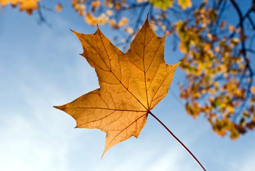 Autumn Leaf