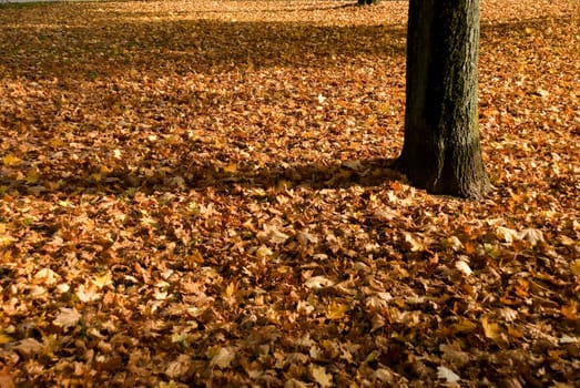 Autumn Leaves in the Park