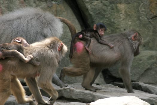 Monkey Gang