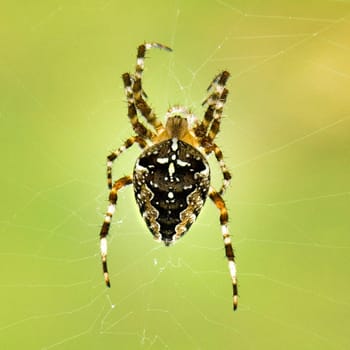 spiders with a cross - Araneus diadematu