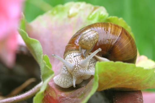 Small a big garden snail on leaf muscate