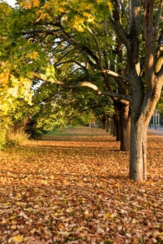 Avenue of trees in autumn
