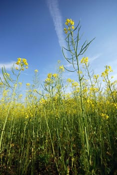 rapeseed