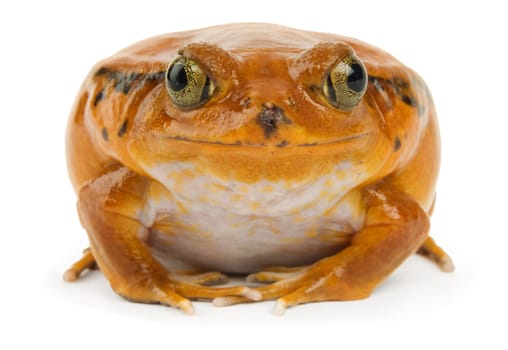 Orange Frog on White