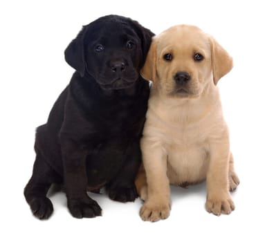 Puppy love