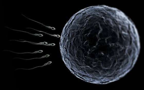 Sperm and Egg