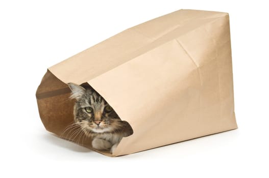 The cat is in the Bag