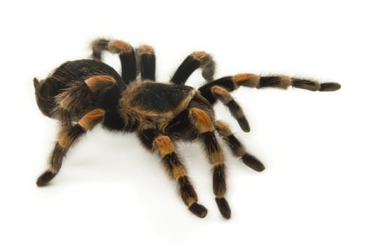 Mexican Redknee Tarantula on White