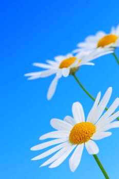 Daisy flowers on blue background