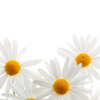 Daisies on white background