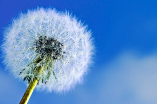 Dandelion
