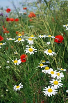 Summer Flowers